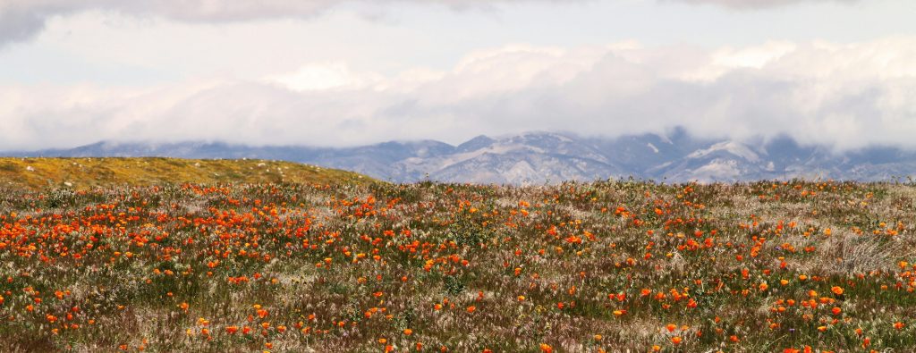 Landscape image of a cloudy sky above a field of flowers